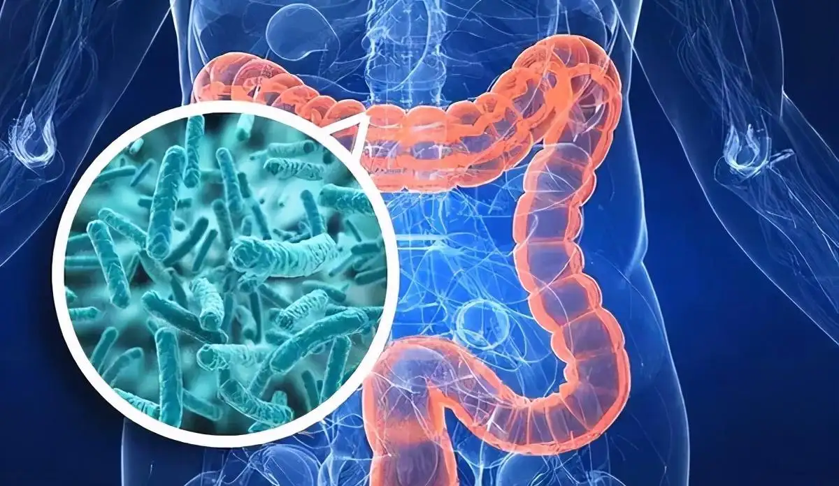 益生菌对肠道的改善调理